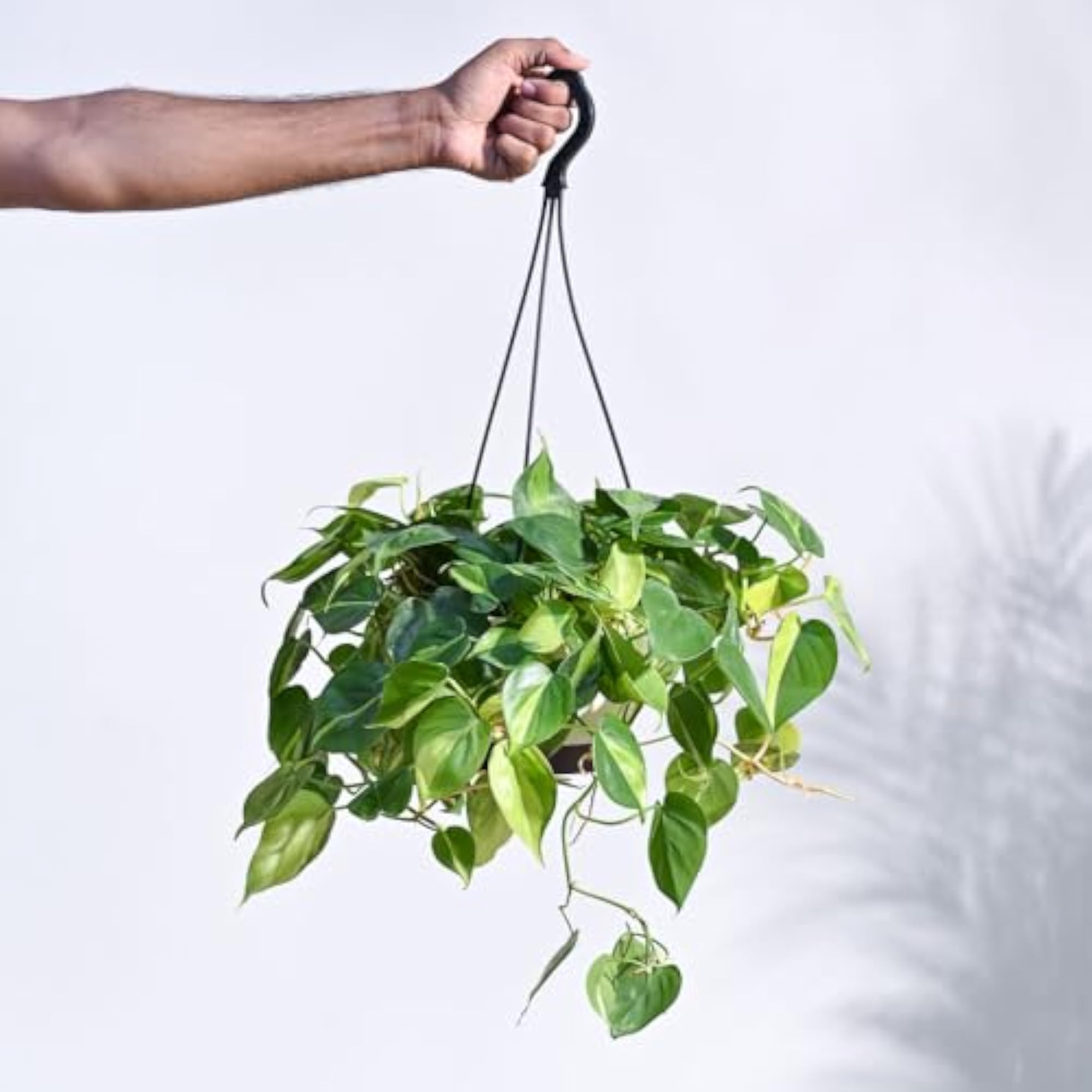 Philodendron Oxy Brasil Hanging Plant with Pot, Indoor Decor