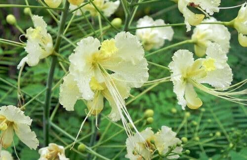 Generic 15 Caesalpinia pulcherrima Alba, White Poinciana Seeds, Pride of Barbado