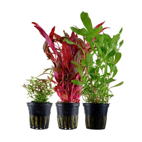 AquaOne Aquarium Pflanzen I 3x Wasserpflanzen Set I Bunte Aquarienpflanzen I Limnophila Alternanthera Ammannia I Mittelgrundpflanzen Hintergrundpflanzen