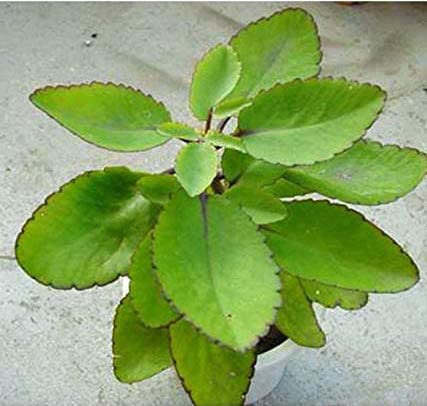 Live Patharchatta/Bryophyllum Pinnatum/Miracle Leaf/Panfuti Plant for Kidney Stone Removal Medicinal Ayurvedic Plantt/Size 18 to 24 Inches / 1 Healthy Medicinal Plant CF_12