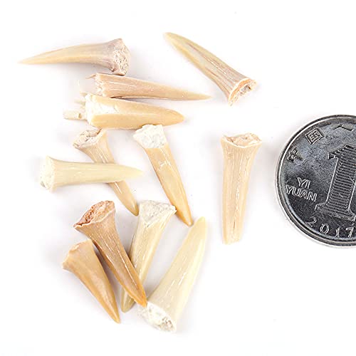 ANCLLO 5 Stück natürliche fossile Haifischzahn-Exemplare Natursteine für Bildung, Heimdekoration, Zähne, Fossilien, Kindergeschenk