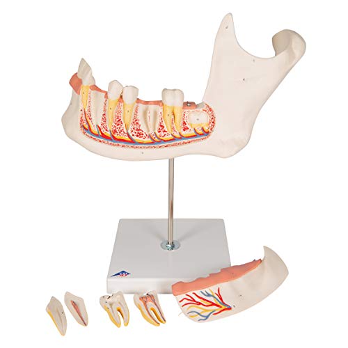 Image of 3B Scientific D25 6 Part Half Lower Jaw Model, 3 Times Full-Size, 13.8 inch x 7.1 inch x 14.2 inch