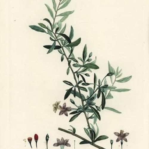 Show 272: Isotrema and Lycium