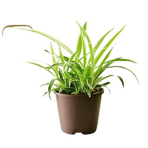 Air Purifying Live Spider Plant With Cream SelfWatering Pot