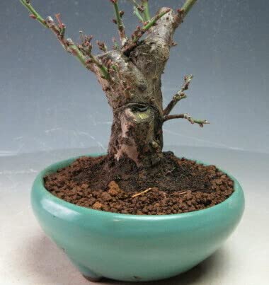 梅(紅冬至/ピンク一重)　[模様木]　中品盆栽 梅(紅冬至/ピンク一重) [模様木] 中品盆栽 楽天市場】2026年2月～3月に