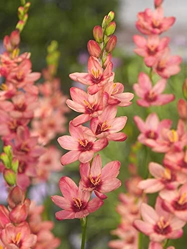 Radha Krishna Agriculture Imported Variety Ixia Flower Bulbs, African Corn Lily, Wand Flower Bulbs for Home Gardening | Grow All Season Flower Bulbs Pack of 10 Flower Bulbs (B0967GX4Z5) Amazon Price History, Amazon Price Tracker