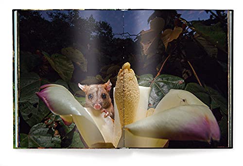 Jungle Spirits: (New Revised Edition)