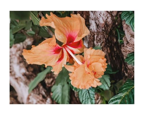 Peach Orange Lions Tail Tropical Hibiscus Live Plant Rare Unusual Pom Pom Poodle Tail Flower El Capitola Sport 4 Inch Pot Emeralds TM