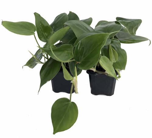 Heart Leaf Philodendron cordatum - 2 Plants - World's Easiest Houseplant-3' Pots