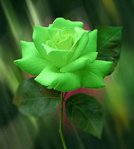 ECOFLORA Rose Flower Plant Flowering/Ornamental Live Plant (Green) (B0D37SCG75) Amazon Price History, Amazon Price Tracker