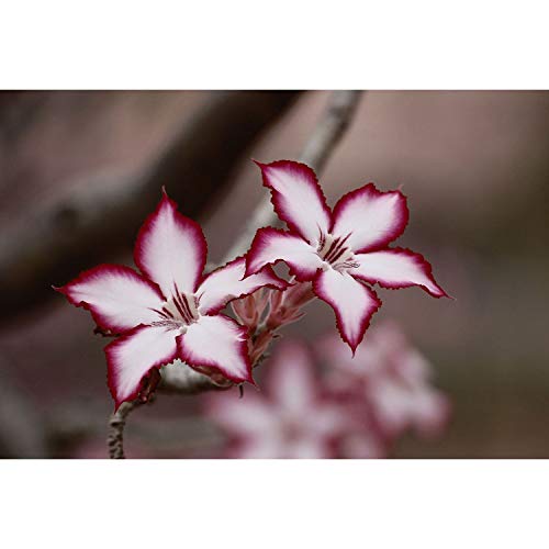 Poster petites fleurs blanches salon moderne grand format nature bordeaux 91x134
