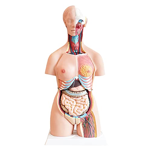 Anatomical Medical Torso Mannequin 33 Components, 33″ Life Measurement Mannequin with Detachable Organs for Class, College students, Instructing Provides