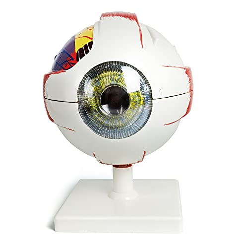 EVOTECH SCIENTIFIC Augenball Anatomisches Modell, Abnehmbare Augenball Modell 6 Teile, Schließen Hornhaut, Sklera, Choroid, Retina, Iris, Linse, Glaskörper, Optischer Nerv Usw, mit Buntem Handbuch Ein Cover