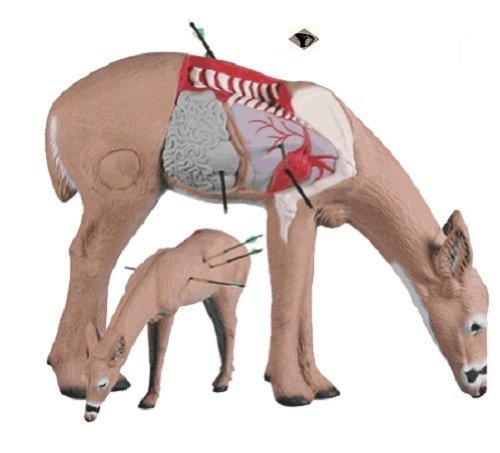 Rinehart Targets 10711 Anatomy Deer Archery Training Model