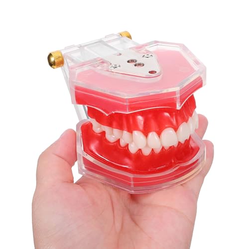 Simulation réaliste de typodont avec dents détachables pour soin - 4