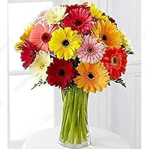 Bonsai 100 Pezzi Multi-Colore Fern Bonsai di Verdure un’erba perenne SeedsSeedss all’aperto Bonsai Fiori in Vaso per la casa Garden Decor: 5: Only Seeds