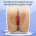DRXRD IUD Training Model Female Gynecological Manikin Model Female Genitals Anatomy Model with Accurate Anatomy Structure Suitable for Intuitive Teaching & Practical Operation