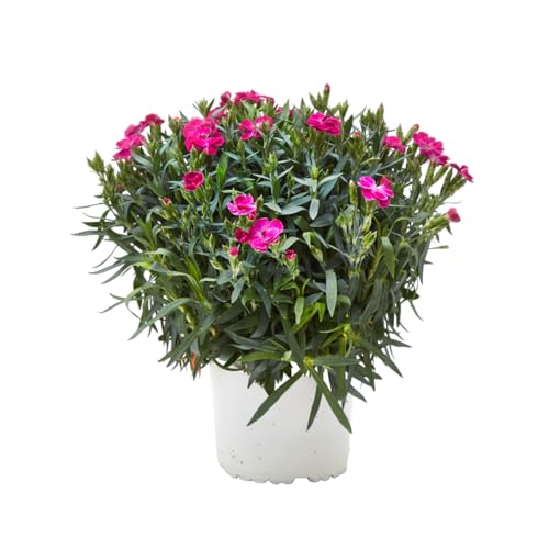Verdecora Clavel en maceta Ø13cm | Dianthus spp. | Planta Natural de Exterior | Flores Coloridas y Aromáticas | Ideal para Jardinería y Decoración | Color variado