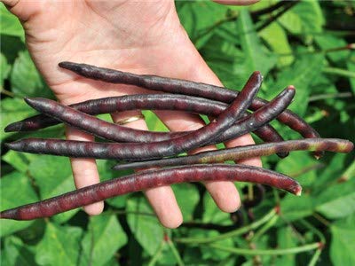 Creative Farmer Vegetable Seeds Chinese Long Bean Seeds - Cowpea (Vj) Seeds Humid Summers Gardening Seeds Home Garden Seeds (B07N488GL1) Amazon Price History, Amazon Price Tracker