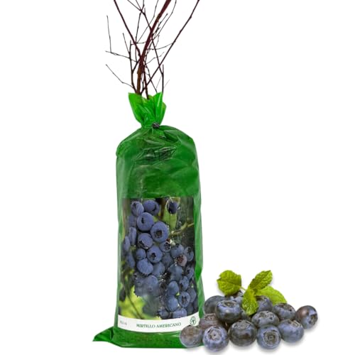 acquaverde | Pianta di Mirtillo Americano, Vaccinium Corymbosum, Cespuglio Perenne, Arbusto da Frutto in Zolla 40 Cm, Nero/Blu, Pronta da Piantare e Facile da Coltivare