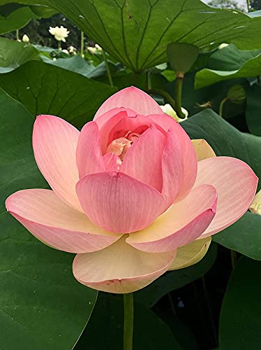Japanese Beautiful Lotus Flower Hybrid Variety (15 Seeds Pack) (B09S5QX5H4) Amazon Price History, Amazon Price Tracker