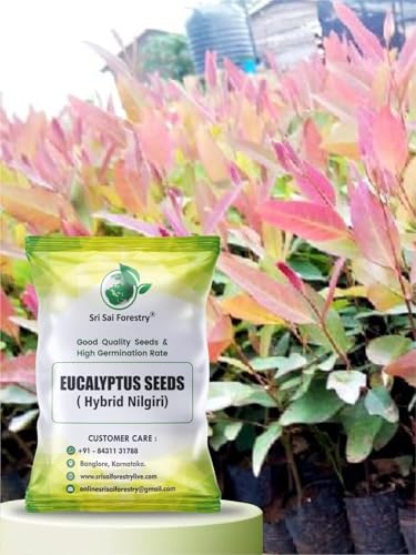 SRI SAI FORESTRY Eucalyptus Nilgiri Hybrid Tree Seeds for Plantin...