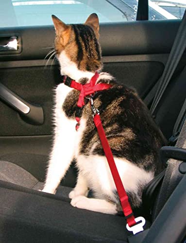Gurt und Gürtel Sicherheit Katzen, 20 – 50 cm, Rot