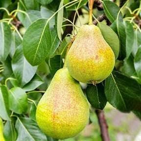 Image of Healthy Vibe Plants Live Babugosha European Pear Fruit Plant - Pack Of 1
