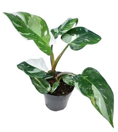 The Four Seasons Philodendron White Princess Rare Natural Live Plant in Pot (B0C7QSN1FK) Amazon Price History, Amazon Price Tracker