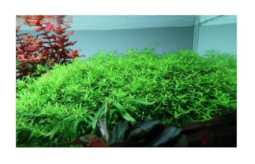 Stk - 30x Hemianthus m. Kleinblättriges Perlkraut Aquarium Pflanzen - Samen A451 - Seeds & Plants Shop by Ipsa
