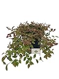 vaso solitario acrilico pequeno La Persicaria è una pianta da copertura o una pianta da tappeto sempreverde che di solito non supera i 10 cm di altezza.