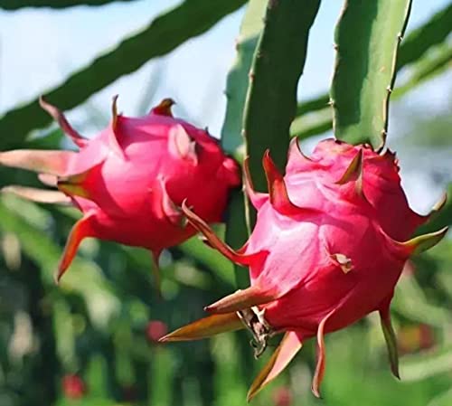 Generic 200+ Pitaya Seeds Dragon Fruit #TOP1