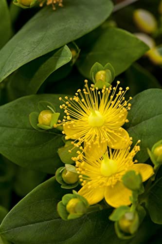 Hypericum calycinum 'Rose von Sharon' 9x9 cm Topf – Winterhart, Mehrjährig & Pflegeleicht – Johanniskraut – Bodendecker für Beet & Garten