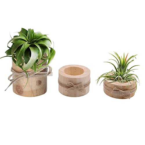 Nwsrayu Wooden Air Plant Holder Pack of 3 Wooden...