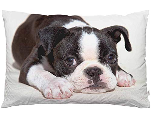 EKOBLA Throw Pillow Cover Boston Terrier Dog Dog Lovely Animal Art Cute Funny Pet Puppy Portrait Style Decor Lumbar Pillow Case Cushion for Sofa Couch Bed Standard Queen Size 20x30 Inch