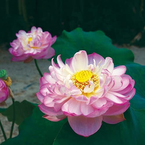 Rosea Plena Lotus Flower Seed