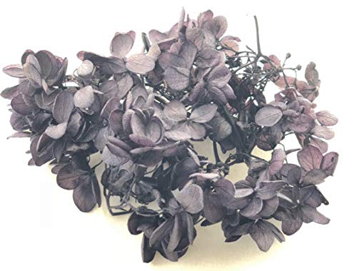 PURIZA  AWTC n[oEp NAP[X OCbVp[v