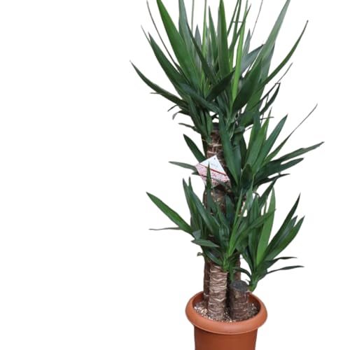 観葉植物 8号 ユッカ」の人気商品一覧 | 安い商品を通販サイトから探す