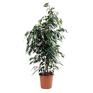 Ficus Benjamina Daniëlle Treurvijg | ↑ 100-110cm | Ø 21cm