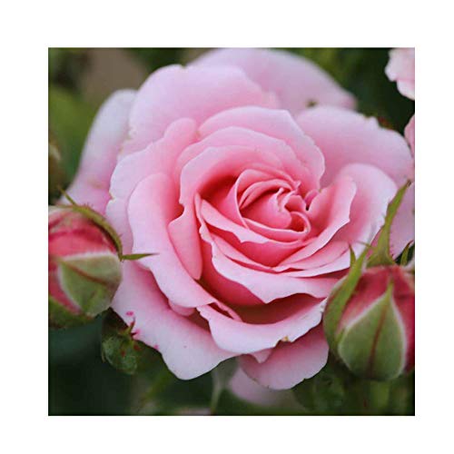 Rosa Bush Rose Petite Floribunda 'Pretty Polly ' Containerised