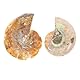 VILLCASE 2 Stück Ammonite Fossilien Tier Fossilien Sammlung Paläontologie Fossilien Probe Wissenschaft Probe Schnecken Ammonit Ornamente für Biologische Wissenschaft Pädagogische Lehr Requisiten