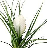 Tillandsia Cyanea Natural - Flor Blanca