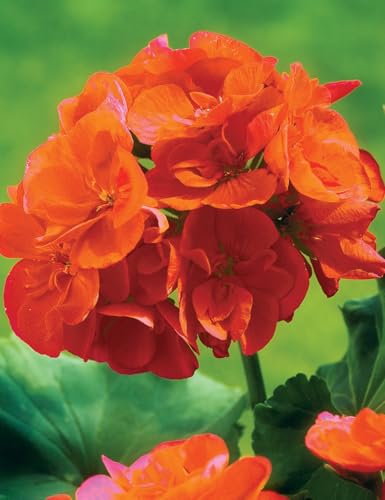 Image of Orange Geranium Live Plant with Pot | Cranea€s-Bill Flowering Plant | Outdoor & Balcony Decorative Flower Plant for Home Garden & Terrace