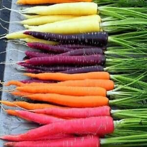 Carrot Rainbow Mix 150+ Seeds Colorful Heirloom Kid’s Garden