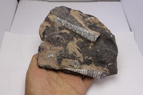 Image of Natural Orthoceras Fossil Plate from Devonian Period Fossil from Morocco A303