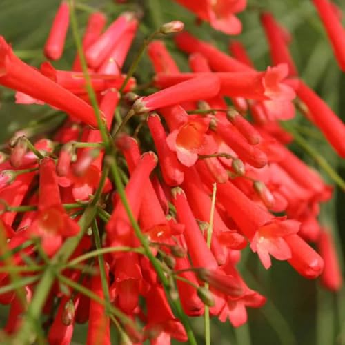 Russelia Red Firecracker Live Plants | Pack of 2 (Two) | 5-9' Tall | Coral Fountain Plant |...