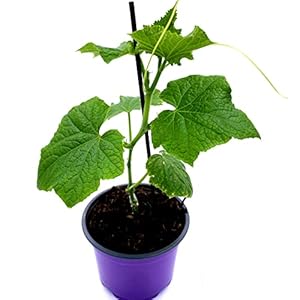 Florapartner Schlangengurken-Pflanze Gambit 2er-Set