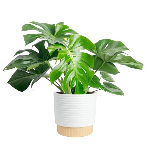 Costa Farms Monstera, Swiss Cheese Plant Live Plant in Decorative Pot, Large Indoor Houseplant, Perfect for Home, Room, or Office Decor, Great House Warming or Birthday Gift, 2-3 Feet Tall