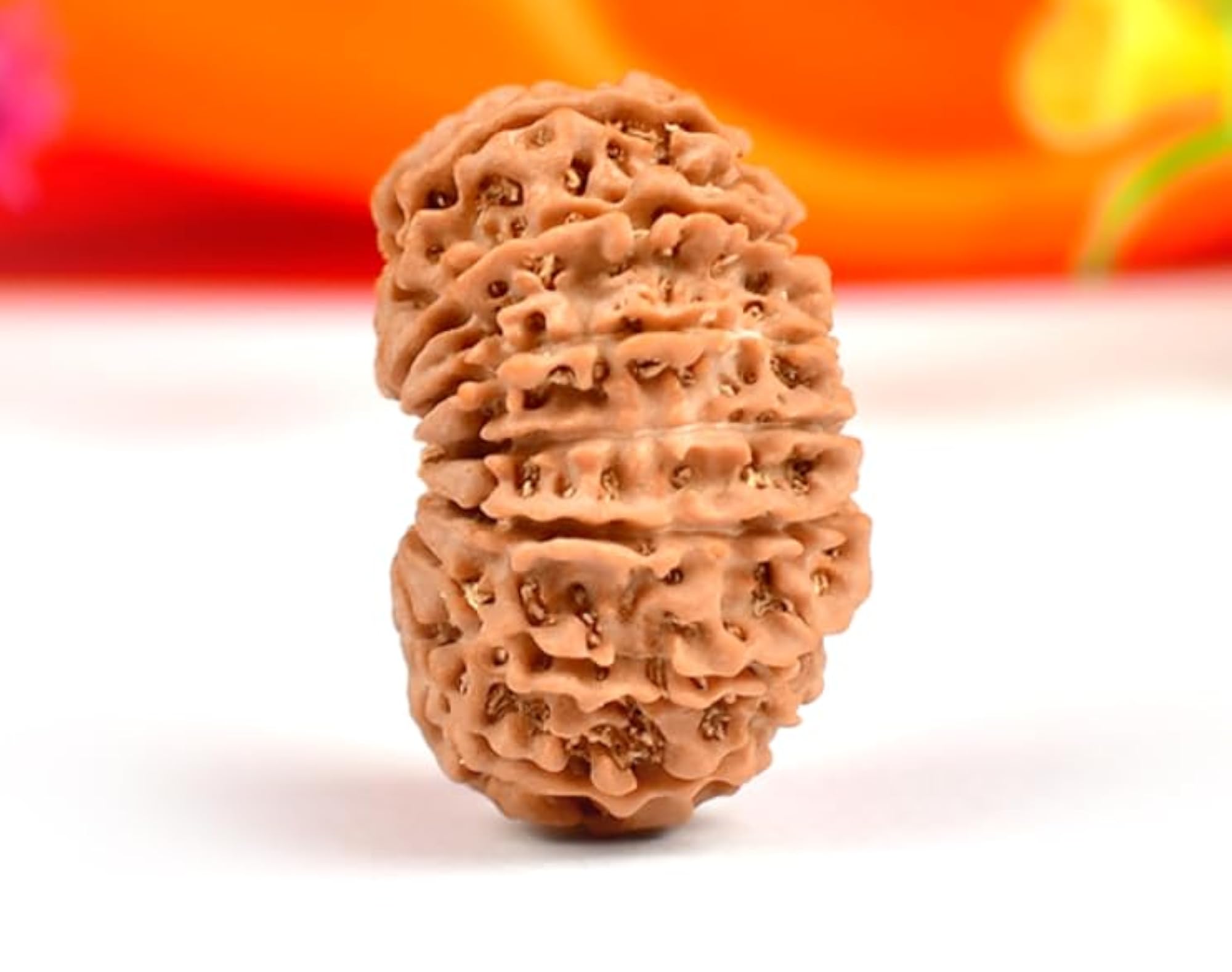 Real 15 Mukhi Rudraksha Original Lab Certified, Nepali