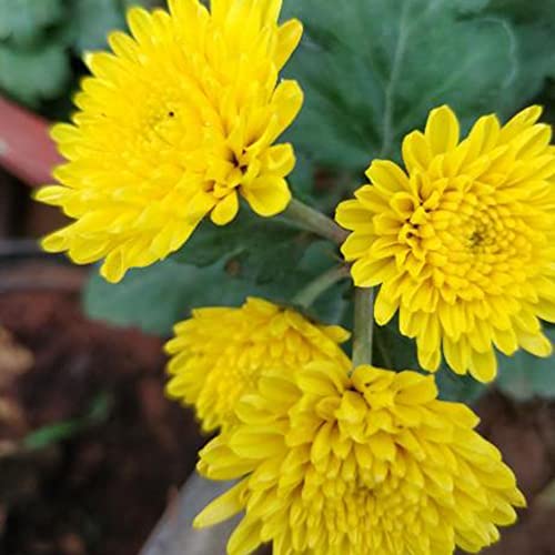 Flower Seeds For Planting Mixed Chrysanthemum Seeds 50 Pcs Non-Gmo Heirloom Beautiful Flowers Seeds Home Garden Plant Seed Easy To Grow #TOP6